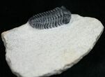 prone Acastoides Zguilmensis Trilobite #11005-3